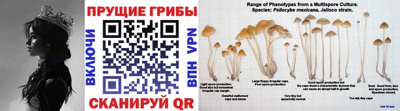 гидра как войти  Закаменск  Галлюциногенные грибы мицелий 